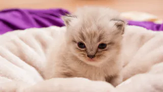 Кошка ведёт себя именно так? Значит, она привязана к вам навсегда