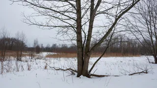 11 февраля: день, когда ведьмы скручивали траву, а дом стоило тщательно защищать