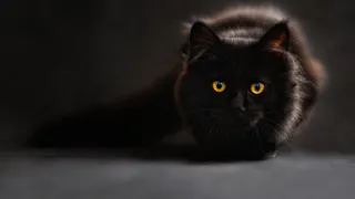 Погладила кота утром — и день пошёл по‑новому: что скрывают кошачьи приметы