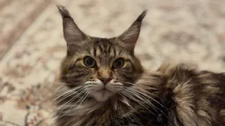 Кормить кошку надо один раз в день, это нормально? Ученые поставили точку в многолетнем споре