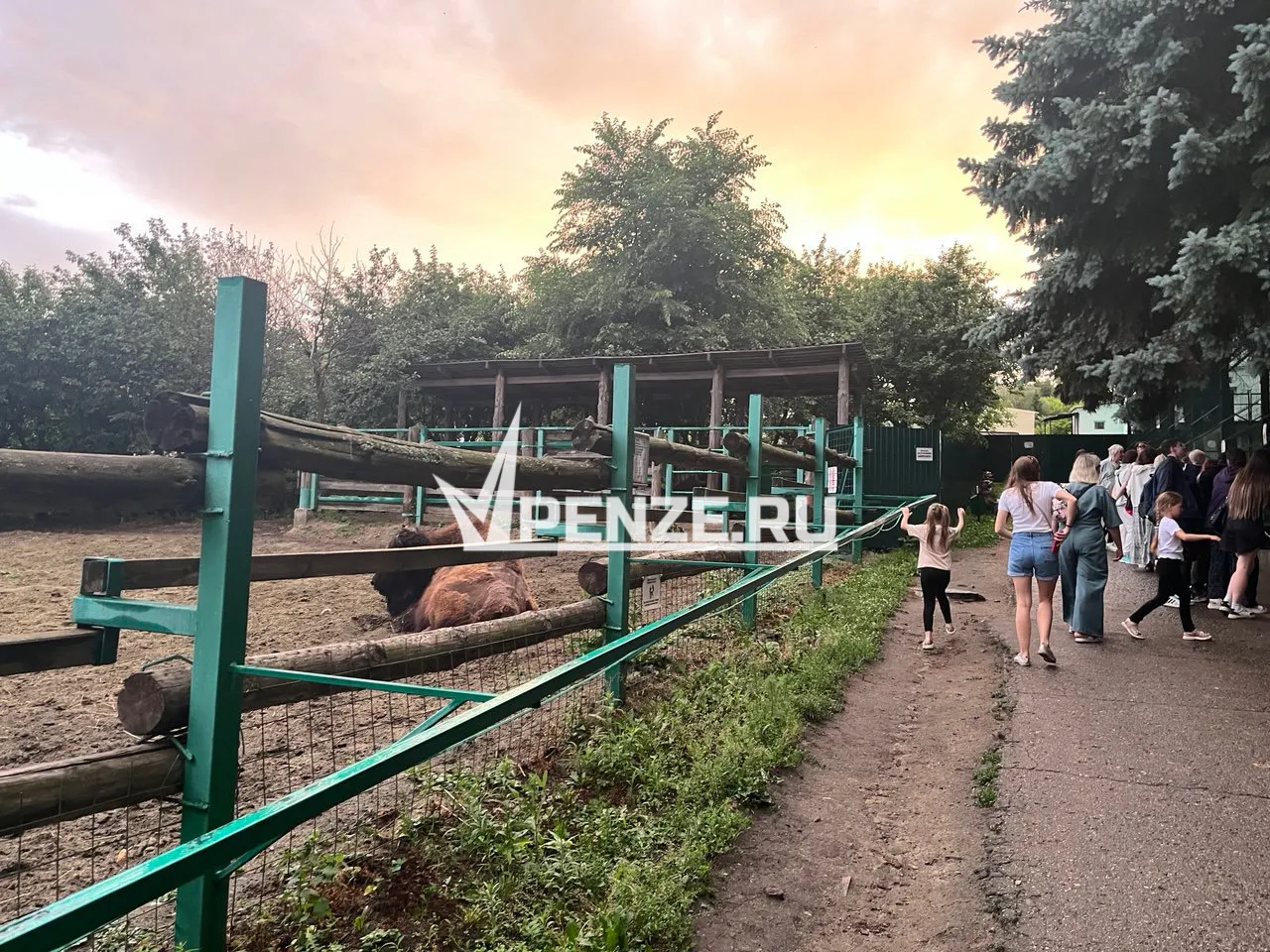 Жирафа не будет, зато зебру привезут: Пензенский зоопарк пополнится новым питомцем по интересной цене