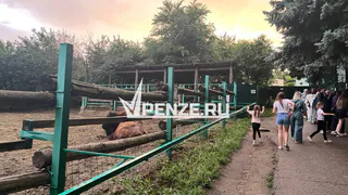 Жирафа не будет, зато зебру привезут: Пензенский зоопарк пополнится новым питомцем по интересной цене
