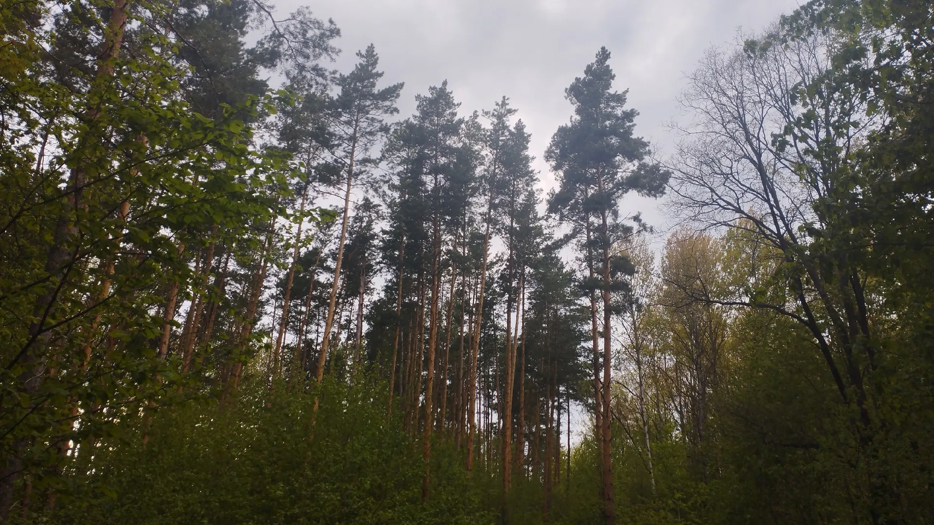 С 1 июня будет полностью запрещён отдых на природе: любителям чистого воздуха придётся поискать другие места