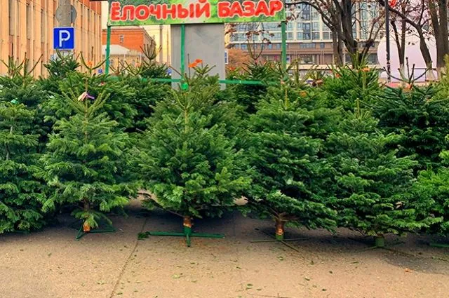 С 1 декабря 2023 года в Пензе откроются елочные базары
