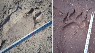 В Пензенской области нашли следы медведя у заказника «Ломовский»