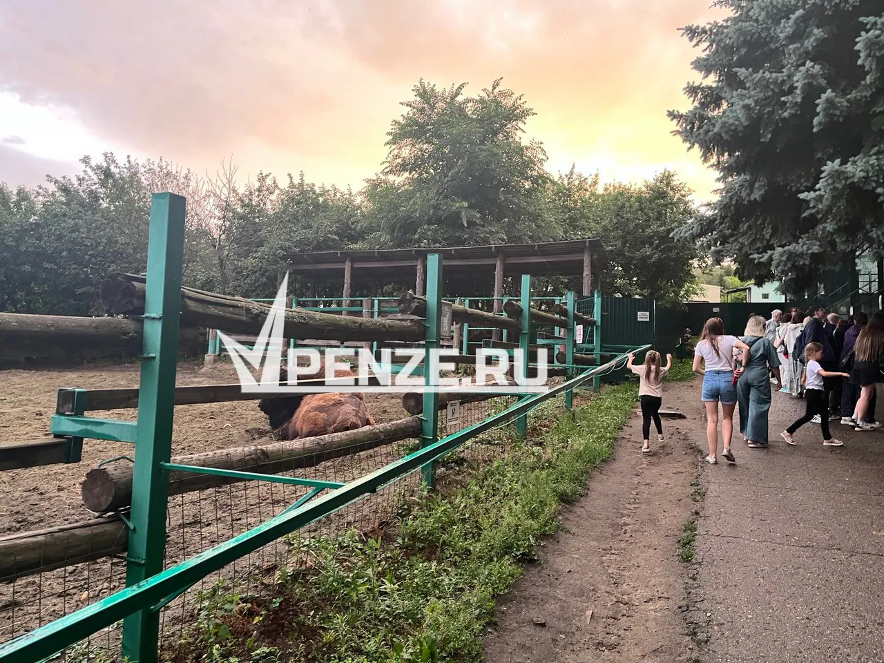 В Пензенский зоопарк привезут корову необычной породы