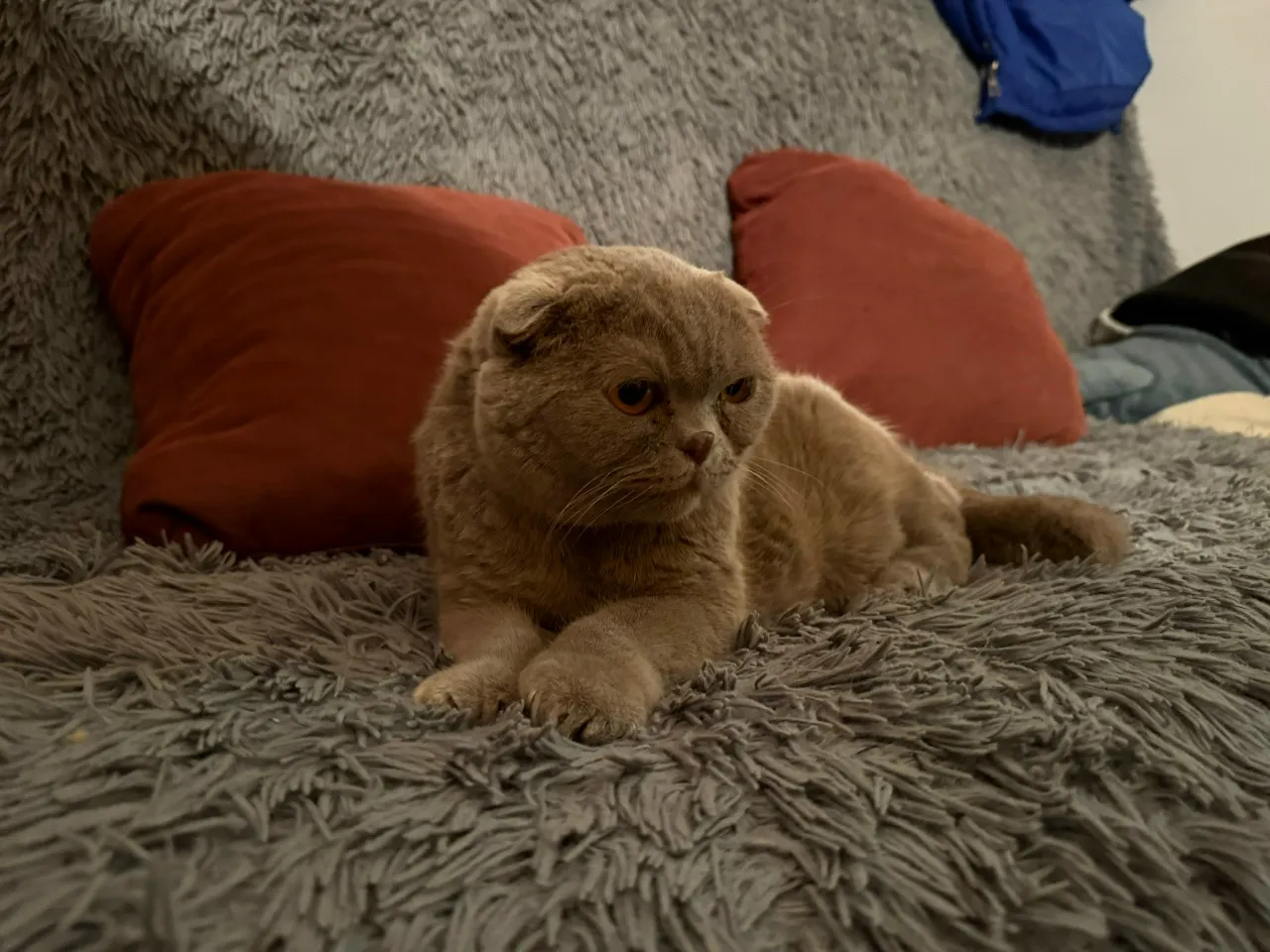Кошка точит когти на новом диване? Один простой лайфхак спасет мебель за секунды