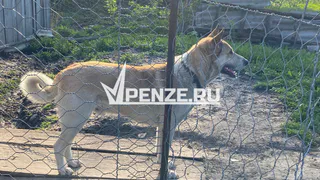 Бездомных собак в Пензе ловят 3 человека