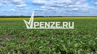 Почти 2,5 млн рублей выделят на проведение Дня поля в Каменском районе